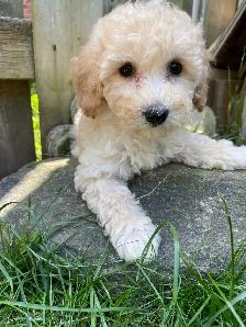 TeddyBear Bichonpoo puppies - Photo 2