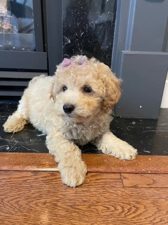 TeddyBear Bichonpoo puppies - Photo 3