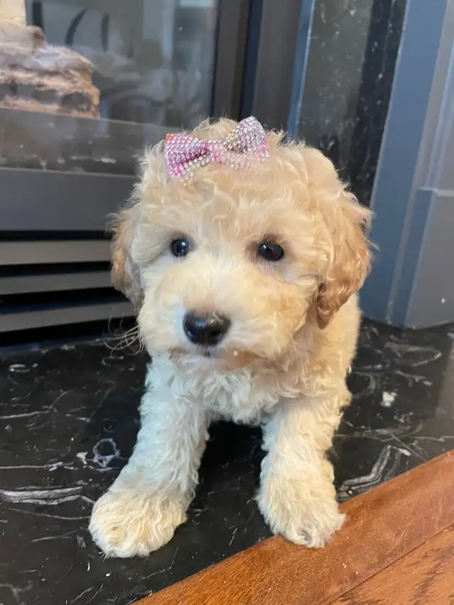TeddyBear Bichonpoo puppies - Photo 4