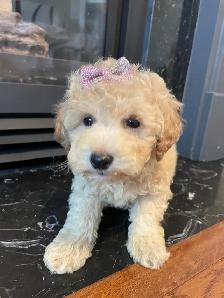 TeddyBear Bichonpoo puppies - Photo 4