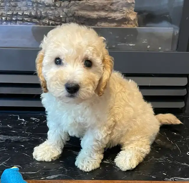 TeddyBear Bichonpoo puppies - Photo 5