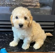 TeddyBear Bichonpoo puppies - Photo 5