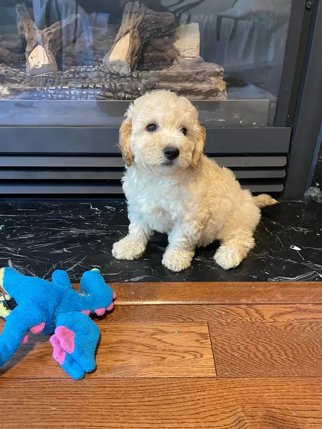 TeddyBear Bichonpoo puppies - Photo 6