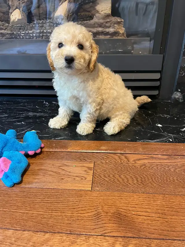 TeddyBear Bichonpoo puppies - Photo 7