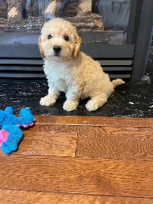 TeddyBear Bichonpoo puppies - Photo 7