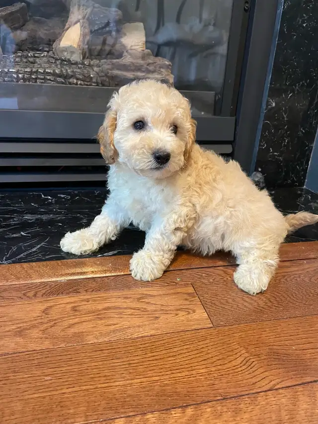 TeddyBear Bichonpoo puppies - Photo 8
