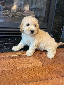 TeddyBear Bichonpoo puppies - Photo 8