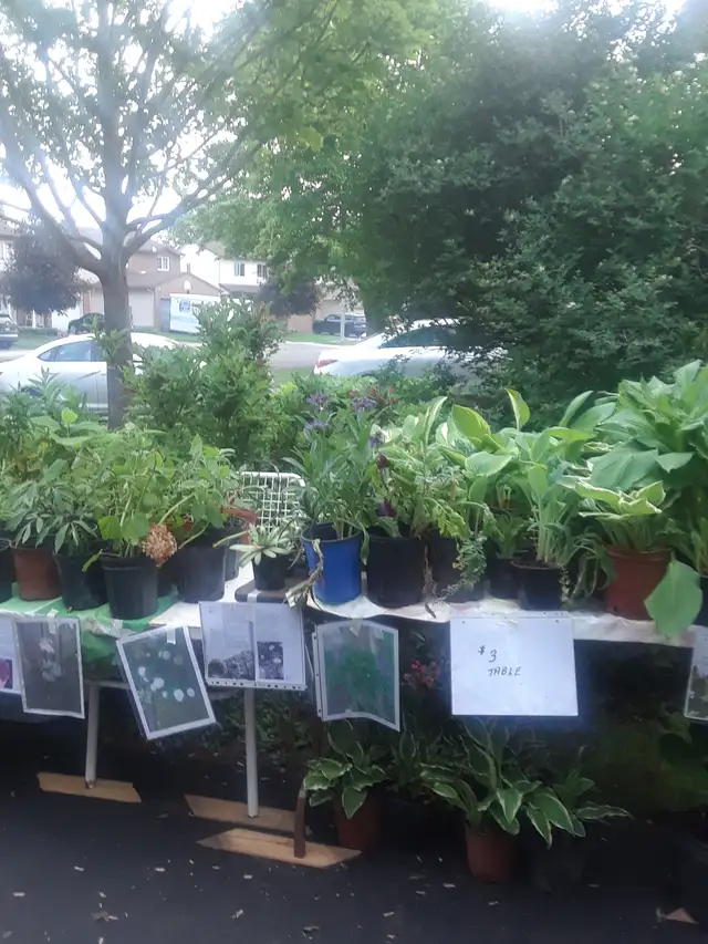 Huge Annual Plant Sale