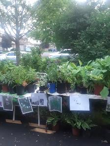 Huge Annual Plant Sale