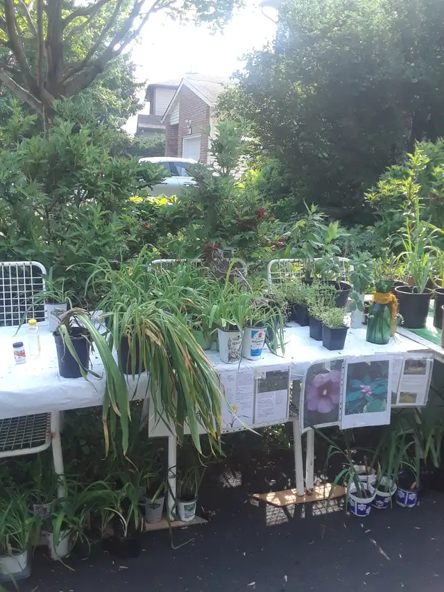 Huge Annual Plant Sale - Photo 3