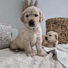 Beautiful Golden Retriever Puppies