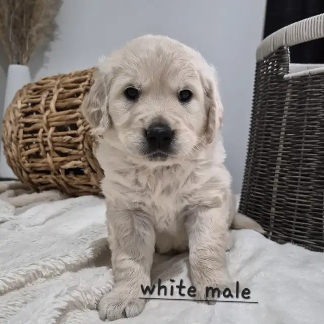 Beautiful Golden Retriever Puppies - Photo 2