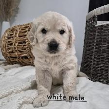 Beautiful Golden Retriever Puppies - Photo 2