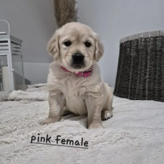 Beautiful Golden Retriever Puppies - Photo 3