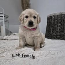 Beautiful Golden Retriever Puppies - Photo 3