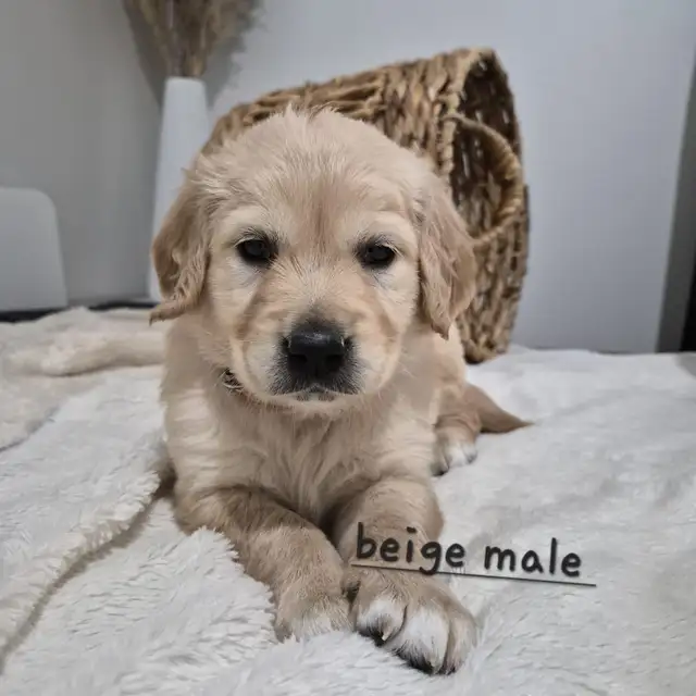 Beautiful Golden Retriever Puppies - Photo 4