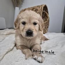 Beautiful Golden Retriever Puppies - Photo 4