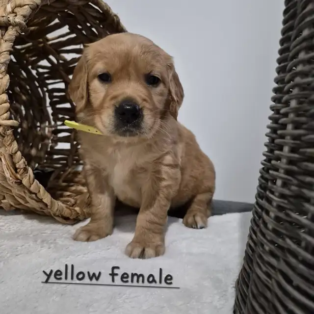Beautiful Golden Retriever Puppies - Photo 5