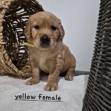 Beautiful Golden Retriever Puppies - Photo 5