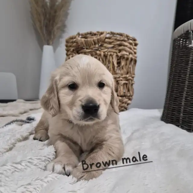 Beautiful Golden Retriever Puppies - Photo 6