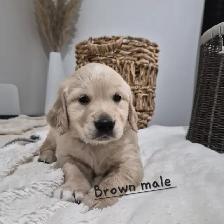 Beautiful Golden Retriever Puppies - Photo 6