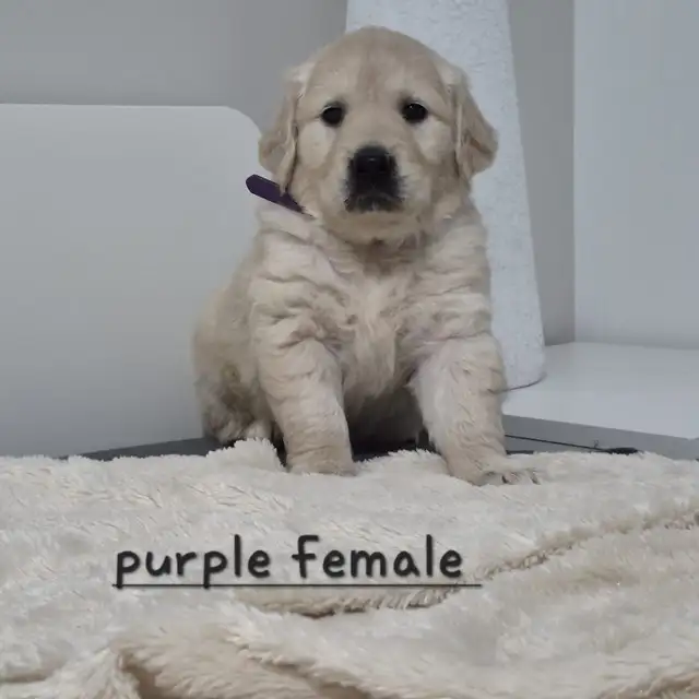 Beautiful Golden Retriever Puppies - Photo 7