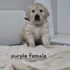 Beautiful Golden Retriever Puppies - Photo 7
