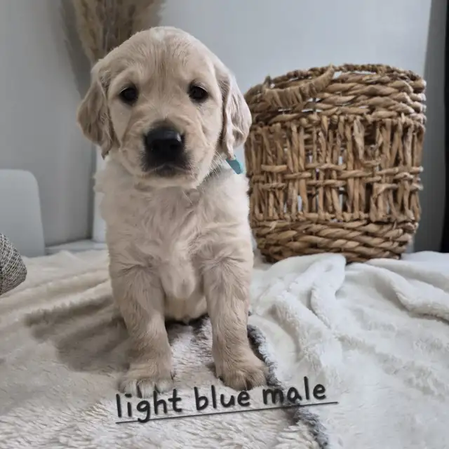 Beautiful Golden Retriever Puppies - Photo 8