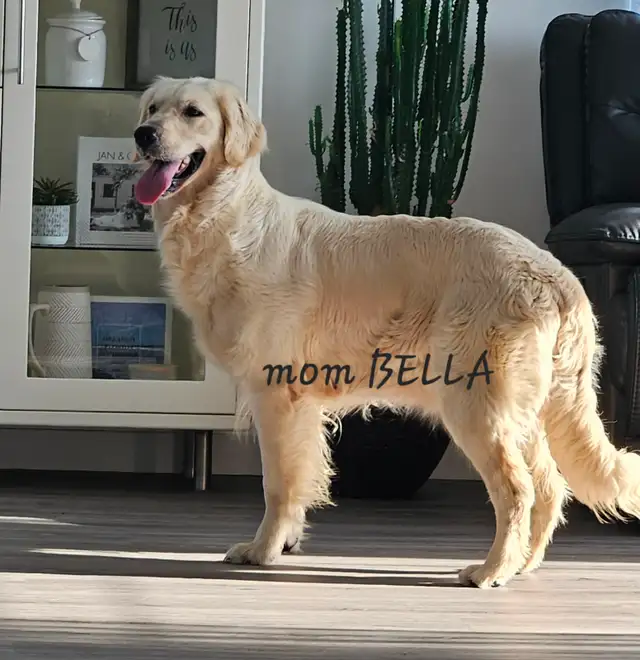 Beautiful Golden Retriever Puppies - Photo 9