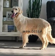 Beautiful Golden Retriever Puppies - Photo 9