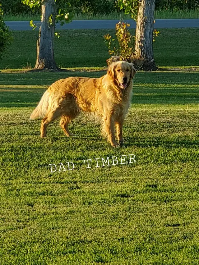 Beautiful Golden Retriever Puppies - Photo 10