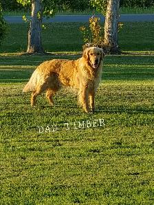 Beautiful Golden Retriever Puppies - Photo 10