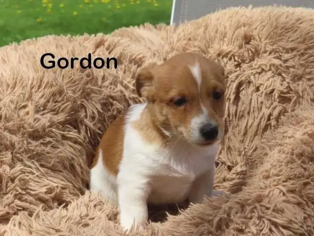 Jack Russel puppies.