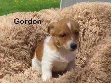 Jack Russel puppies.