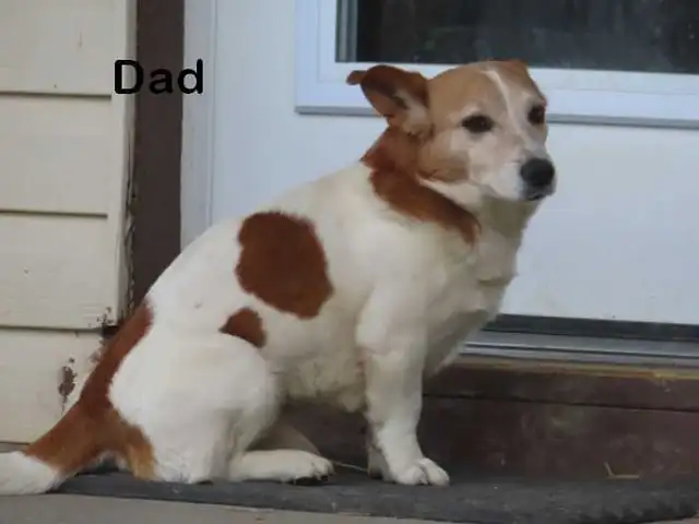 Jack Russel puppies. - Photo 2