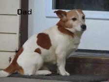 Jack Russel puppies. - Photo 2