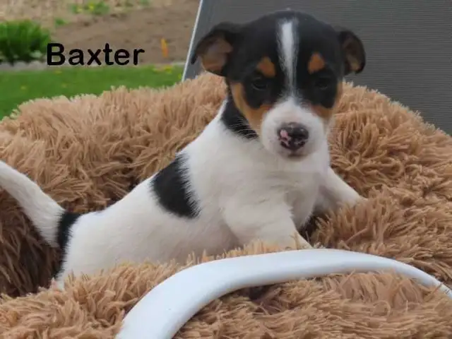 Jack Russel puppies. - Photo 3