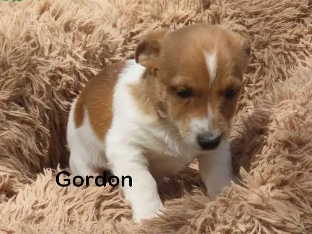 Jack Russel puppies. - Photo 4