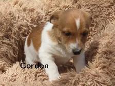 Jack Russel puppies. - Photo 4