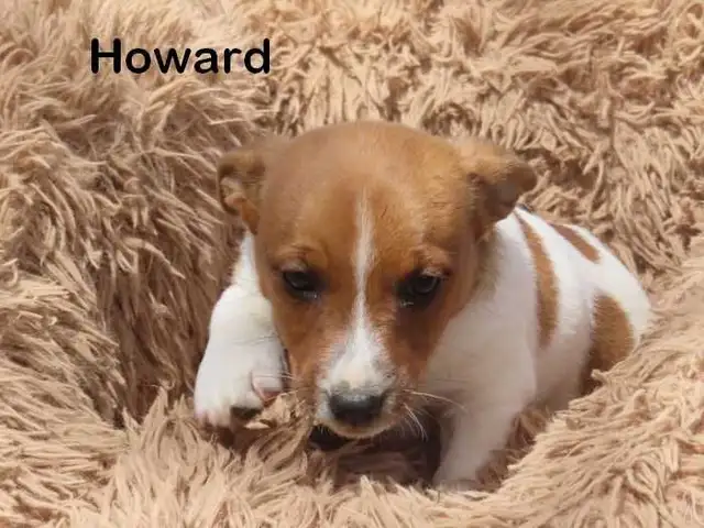 Jack Russel puppies. - Photo 5