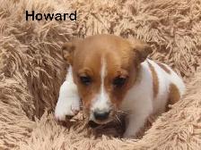Jack Russel puppies. - Photo 5