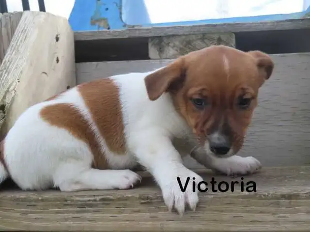 Jack Russel puppies. - Photo 6