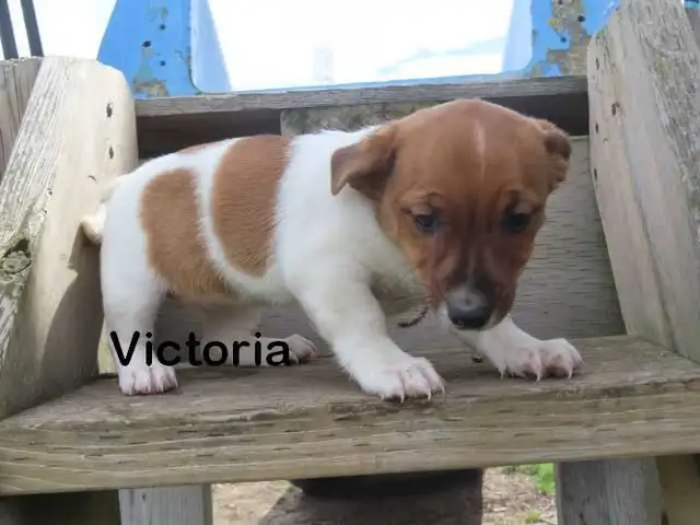 Jack Russel puppies. - Photo 7
