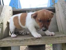 Jack Russel puppies. - Photo 7
