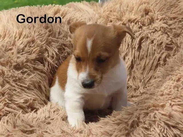 Jack Russel puppies. - Photo 8