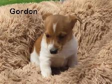 Jack Russel puppies. - Photo 8