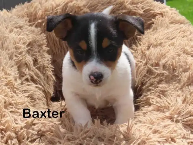 Jack Russel puppies. - Photo 9