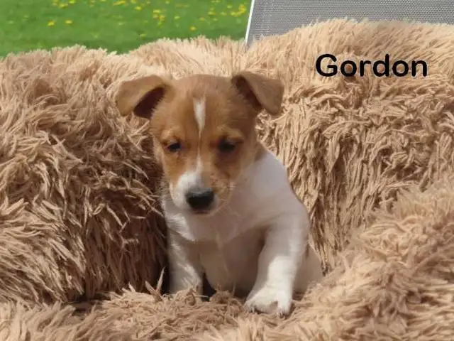 Jack Russel puppies. - Photo 10