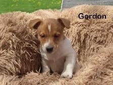 Jack Russel puppies. - Photo 10
