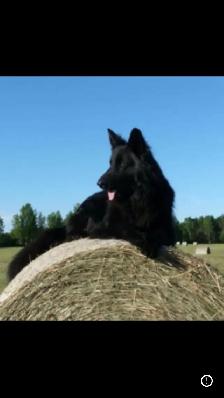 Chiots Berger Allemand poil long pure race